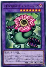 画像: 捕食植物キメラフレシア LVP3-JP072（レア）