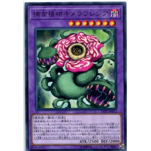 画像: 捕食植物キメラフレシア LVP3-JP072（レア）